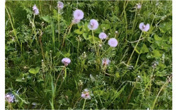 The MRC des Collines-de-l’Outaouais is inviting residents to delay mowing their lawns this May to help protect pollinators by preserving vital early-season food sources. Photo: Tashi Farmilo
