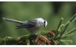 Le conseil municipal de Gatineau a adopté à l’unanimité une résolution visant l’obtention de la certification « Ville amie des oiseaux » de Nature Canada. Crédit photo : Gracieuseté de Nature Canada