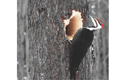 The Pileated Woodpecker is the new emblem for the city of Gatineau. The city is one step closer to getting the Bird Friendly City certification. Photo: Christian Rochefort