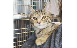 Cat received at the Outaouais SPCA (June 28, 2025) (MG) Photo: Courtesy of the Outaouais SPCA