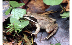 A federally funded conservation project in the Outaouais is working to protect critical wildlife corridors by connecting fragmented habitats, engaging local landowners, and laying the groundwork for long-term ecological resilience. Photo: CIC/Claude Ponthieux