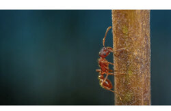 Légende photo : Des entomologistes de l’Université de Montréal mandatés par Gatineau ont découvert, dans le parc d’Andromède et les environs, 78 colonies de fourmis de feu européennes dont la population est estimée entre 90 000 et 300 000 insectes. Crédit photo : Egor Kamelev sur Pexels (site d’images)